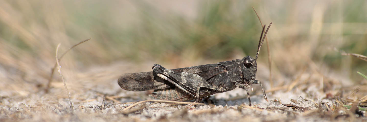 Blauwvleugelsprinkhaan (Oedipoda caerulescens)